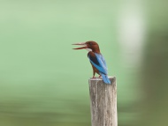 White-throated kingfisher, Ha...