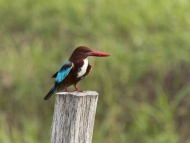 White-throated kingfisher, Ha...