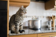 Tabby cat sitting on kitchen ...