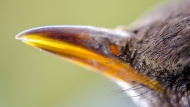 Beak of a blackbird, close-up