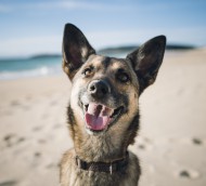 Portrait of mongrel on the beach