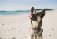 Portrait of mongrel on the beach