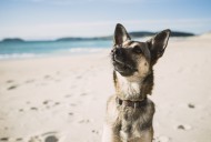 Portrait of mongrel on the beach