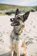 Portrait of mongrel on the beach