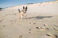 Mongrel running on the beach