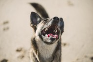 Baying mongrel on the beach