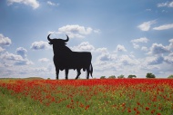 Bull shaped sign in poppy fie...