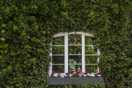 Window in between ivy on hous...