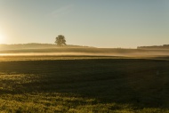 Landscape with single tree in...