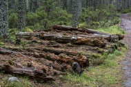 Pile of decaying pine tree tr...