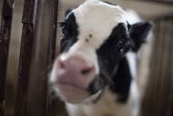 Portrait of calf on farm