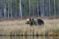 Finland, Kainuu, brown bear