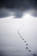 Tracks of wild animal in the ...