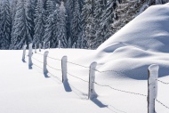 Snow-covered trees and fence