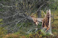 Broken pine tree trunk left t...