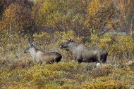 Moose (Alces alces) young bul...