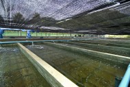 Abalone mussel breeding farm,...