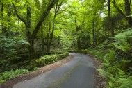 The woodland at Woody Bay in ...