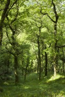 The woodland at Woody Bay in ...