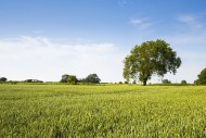 A wheat field at Priddy in th...