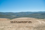 South Africa - Sheep (ovis ar...