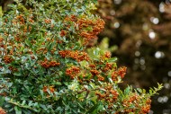 Pyracantha saphyr orange cada...