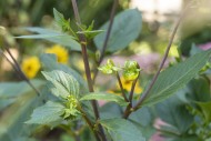 Main and secondary flower bud...