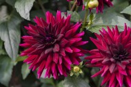 Dahlia Kennedy semi cactus bu...