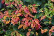 Autumn colour of Amelanchier ...