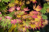 Acer Shirasawanum, japonicum....