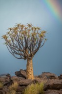 Quiver tree forest with rainb...