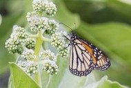 Monarch Butterfly (Danaus ple...