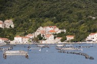 Oysters and mussels are grown...