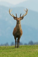 male red deer