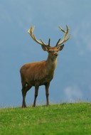 elk, red deer, male
