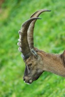 Capra ibex Alpine ibex steinbock