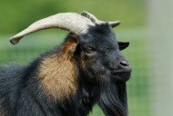 male goat west african pygmy ...