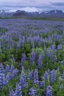 Flower fields in West Iceland...