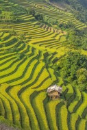 Terrace rice fields in Mu Can...