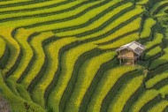 Terrace rice fields in Mu Can...