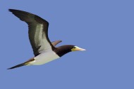 Brown booby (Sula leucogaster...