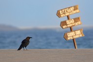 Brown-necked raven (Corvus ru...