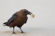 Brown-necked raven (Corvus ru...