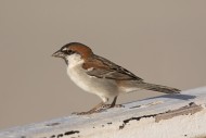 Iago sparrow / Cape Verde spa...