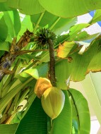 Banana Growing on a Banana Tr...