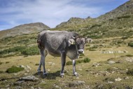 Grey cow on Alpine pasture in...