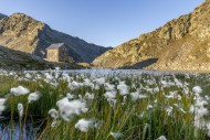 Cottongrass / cottonsedge and...
