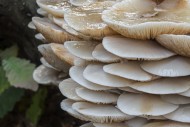 Porcelain fungus (Oudemansiel...