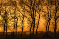 Poplars showing silhouettes o...