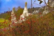 A shrub with rose hips (rosa ...